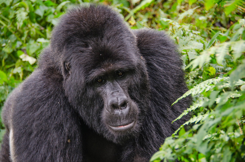 Gorilla trekking experience 