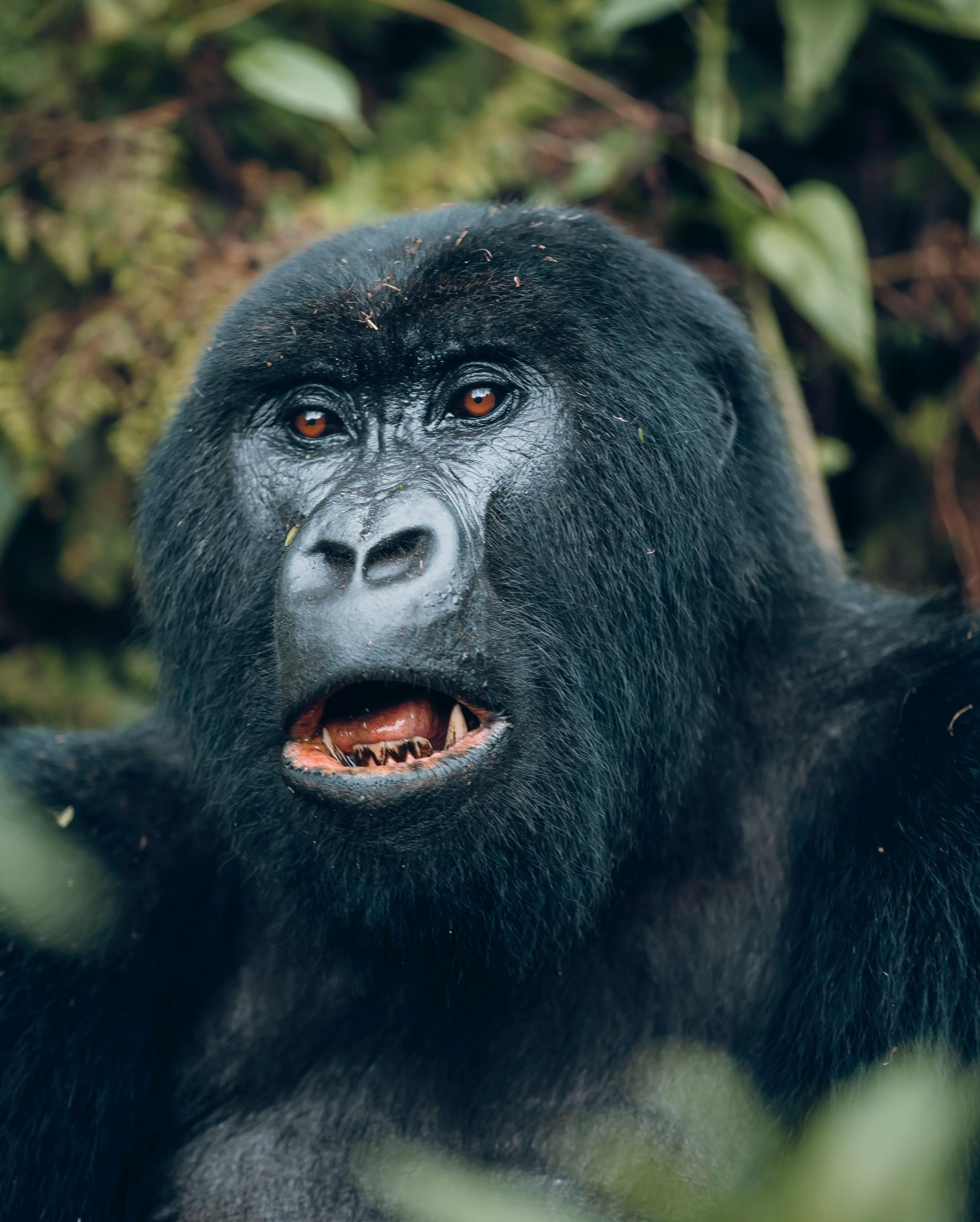 Nyungwe National Park Safari Adventure